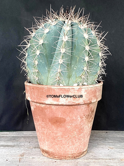 Melocactus azureaus, organically grown succulent plants for sale at TOMs FLOWer CLUB.