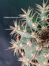 Melocactus azureaus, organically grown succulent plants for sale at TOMs FLOWer CLUB.