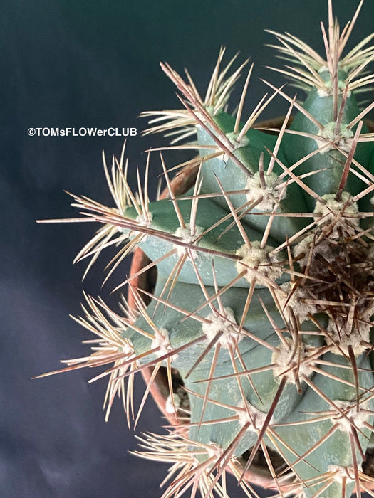 Melocactus azureaus, organically grown succulent plants for sale at TOMs FLOWer CLUB.