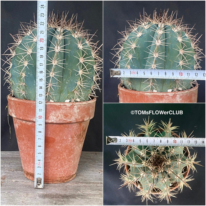 Melocactus azureaus, organically grown succulent plants for sale at TOMs FLOWer CLUB.