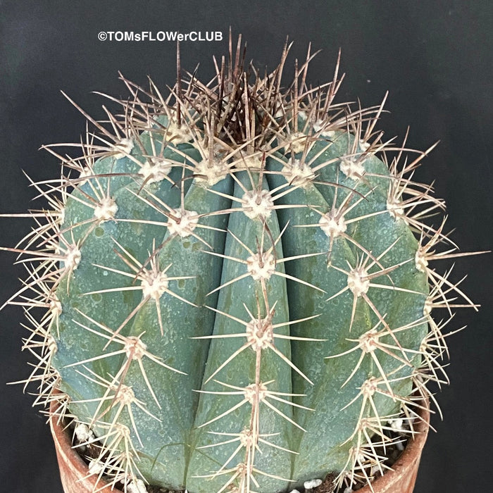 Melocactus azureaus, organically grown succulent plants for sale at TOMs FLOWer CLUB.