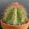 Melocactus matanzanus, organically grown succulent plants for sale at TOMs FLOWer CLUB.