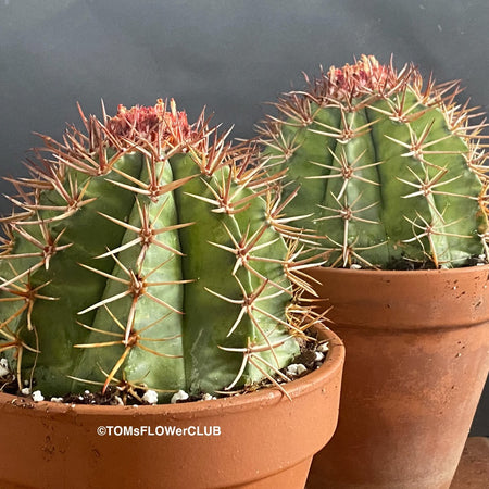 Melocactus matanzanus, organically grown succulent plants for sale at TOMs FLOWer CLUB.