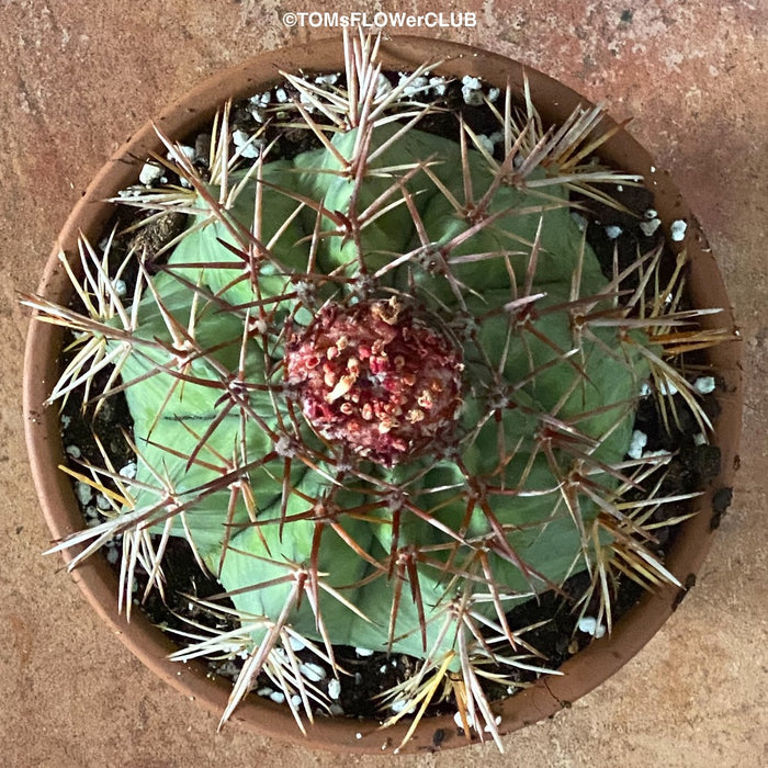 Melocactus matanzanus, organically grown succulent plants for sale at TOMs FLOWer CLUB.