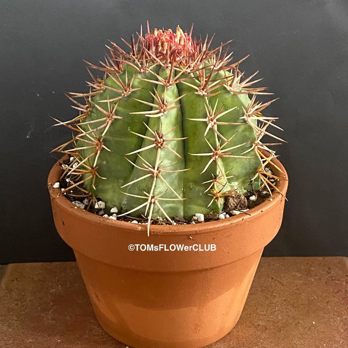 Melocactus matanzanus, organically grown succulent plants for sale at TOMs FLOWer CLUB.