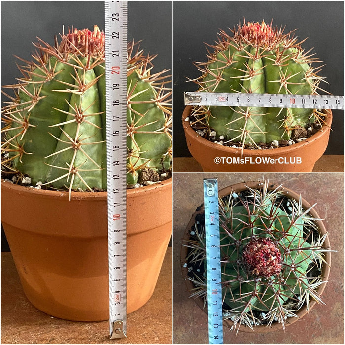 Melocactus matanzanus, organically grown succulent plants for sale at TOMs FLOWer CLUB.