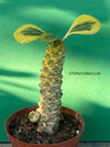 Monadenium Ritchiei Aurea Variegata, organically grown succulent plants for sale at TOMs FLOWer CLUB.