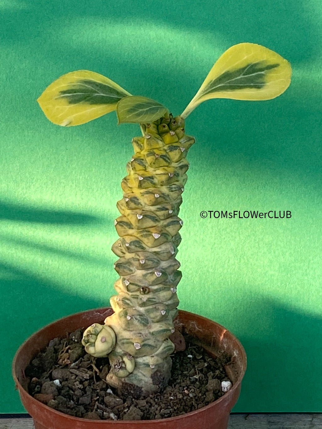 Monadenium Ritchiei Aurea Variegata