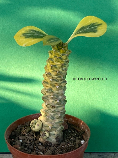 Monadenium Ritchiei Aurea Variegata, organically grown succulent plants for sale at TOMs FLOWer CLUB.