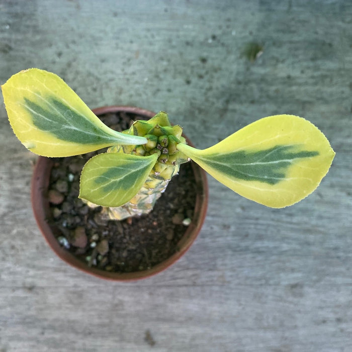 Monadenium Ritchiei Aurea Variegata, organically grown succulent plants for sale at TOMs FLOWer CLUB.