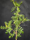 Operculicarya decaryi, organically grown tropical plants for sale at TOMs FLOWer CLUB, Madagaskar plants, caudex, tree