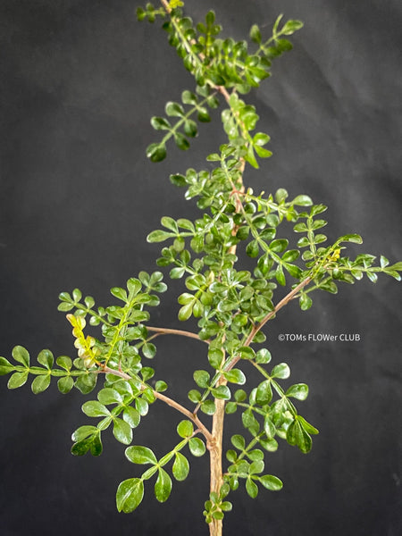 Operculicarya decaryi, organically grown tropical plants for sale at TOMs FLOWer CLUB, Madagaskar plants, caudex, tree
