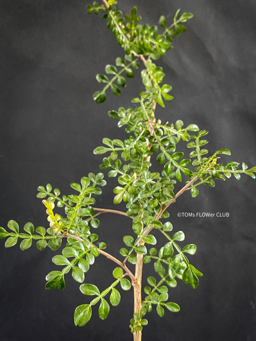 Operculicarya decaryi, organically grown tropical plants for sale at TOMs FLOWer CLUB, Madagaskar plants, caudex, tree