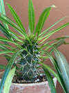 Pachypodium lamerei, organically grown Madagaskar succulent plants for sale at TOMs FLOWer CLUB.