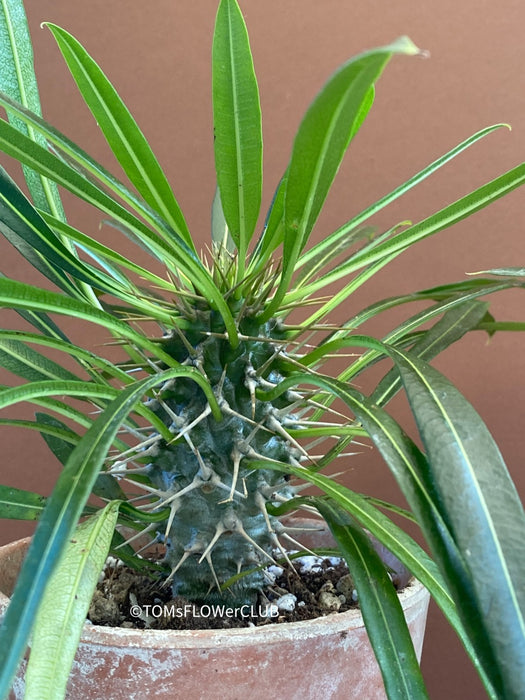 Pachypodium lamerei, organically grown Madagaskar succulent plants for sale at TOMs FLOWer CLUB.