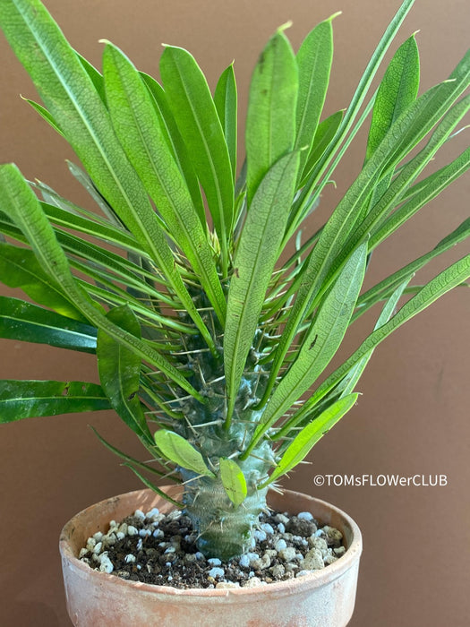 Pachypodium lamerei, organically grown Madagaskar succulent plants for sale at TOMs FLOWer CLUB.