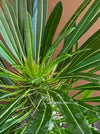 Pachypodium lamerei, organically grown Madagaskar succulent plants for sale at TOMs FLOWer CLUB.