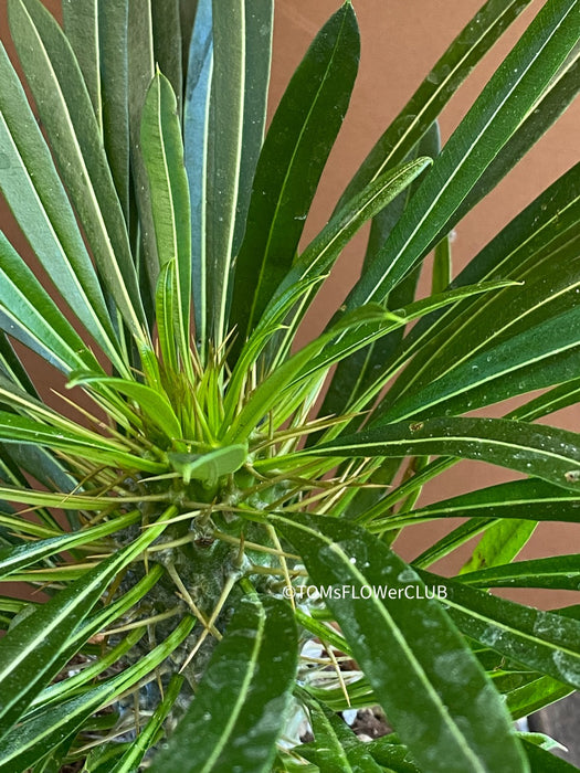 Pachypodium lamerei, organically grown Madagaskar succulent plants for sale at TOMs FLOWer CLUB.