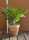 Pachypodium lamerei, organically grown Madagaskar succulent plants for sale at TOMs FLOWer CLUB.