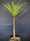 Pachypodium Rutenbergianum, organically grown Madagaskar succulent plants for sale at TOMs FLOWer CLUB.