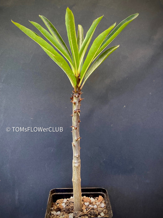 Pachypodium Rutenbergianum, organically grown Madagaskar succulent plants for sale at TOMs FLOWer CLUB.