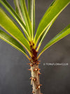 Pachypodium Rutenbergianum, organically grown Madagaskar succulent plants for sale at TOMs FLOWer CLUB.