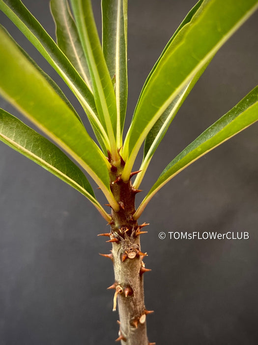 Pachypodium Rutenbergianum, organically grown Madagaskar succulent plants for sale at TOMs FLOWer CLUB.