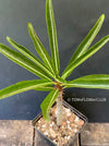 Pachypodium Rutenbergianum, organically grown Madagaskar succulent plants for sale at TOMs FLOWer CLUB.