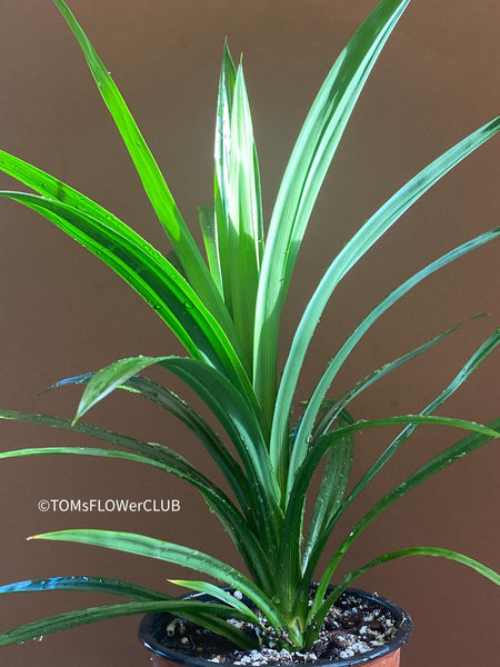 Pandanus amaryllifolius, organically grown tropical plants for sale at TOMs FLOWer CLUB.
