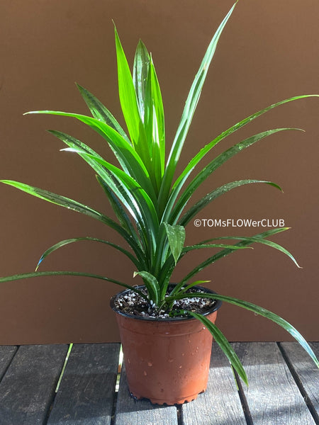 Pandanus amaryllifolius, organically grown tropical plants for sale at TOMs FLOWer CLUB.
