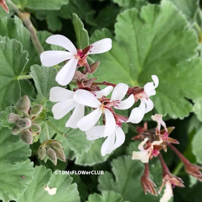 Pelargonium fragrans variegata close-up variegated scented leaves white flower plant for sale at TOMs FLOWer CLUB