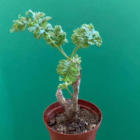 Pelargonium Laxum, organically grown succulent plants for sale at TOMs FLOWer CLUB.