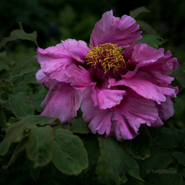 PHOTO PICTURE - Peony D10