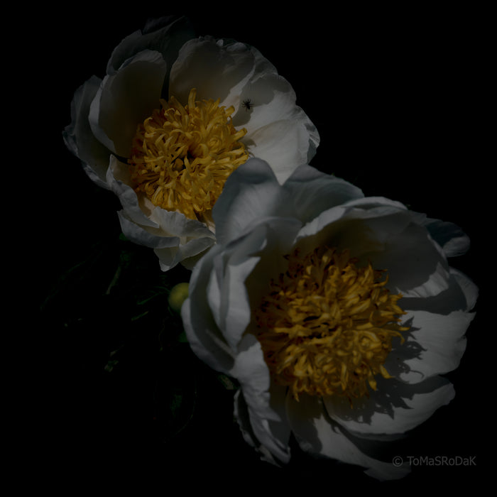 PHOTO PICTURE - Peony D11