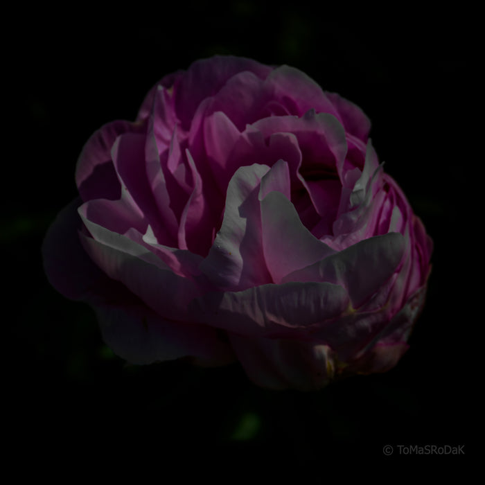 PHOTO PICTURE - Peony D12