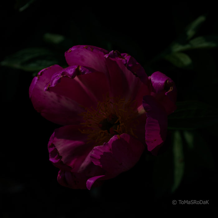 PHOTO PICTURE - Peony D13