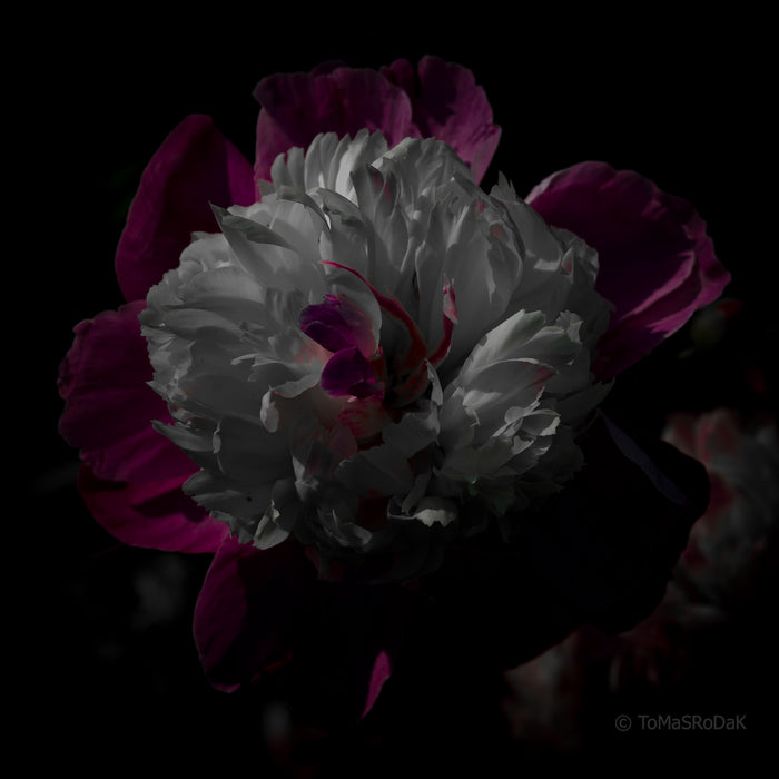 PHOTO PICTURE - Peony D14
