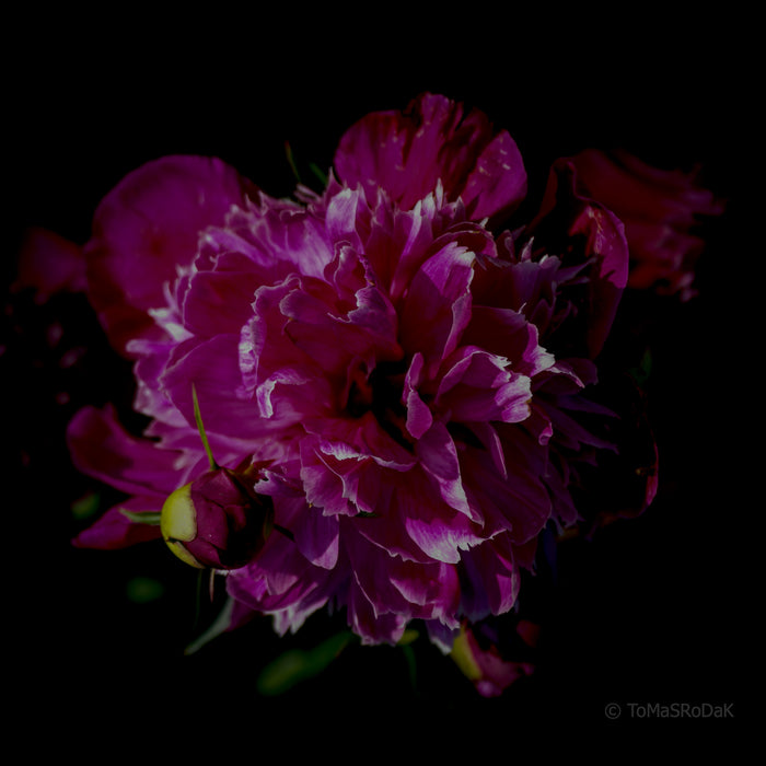 PHOTO PICTURE - Peony D15