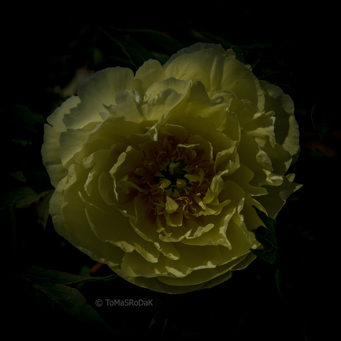 PHOTO PICTURE - Peony D16