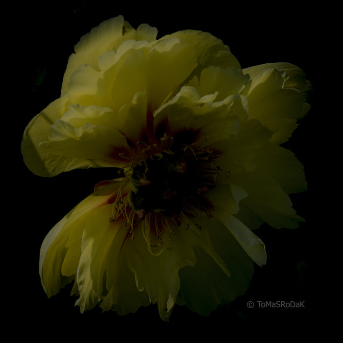 PHOTO PICTURE - Peony D17