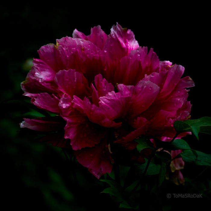 PHOTO PICTURE - Peony D18