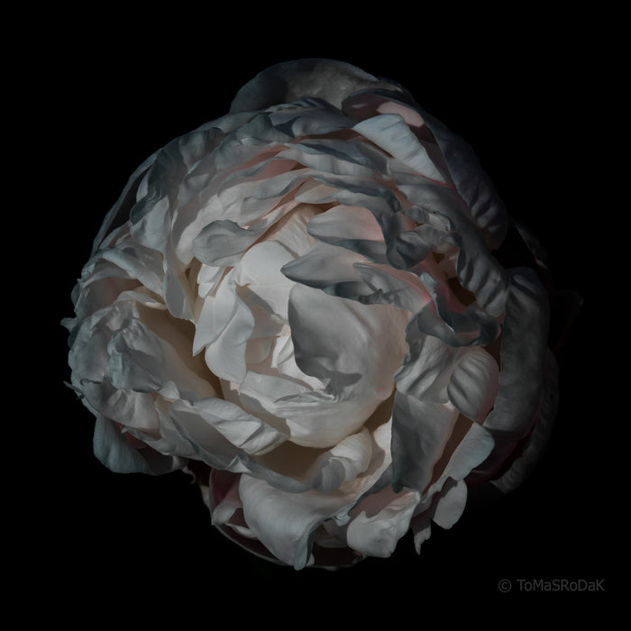 PHOTO PICTURE - Peony D19
