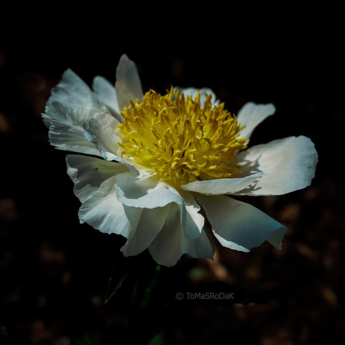 PHOTO PICTURE - Peony D20
