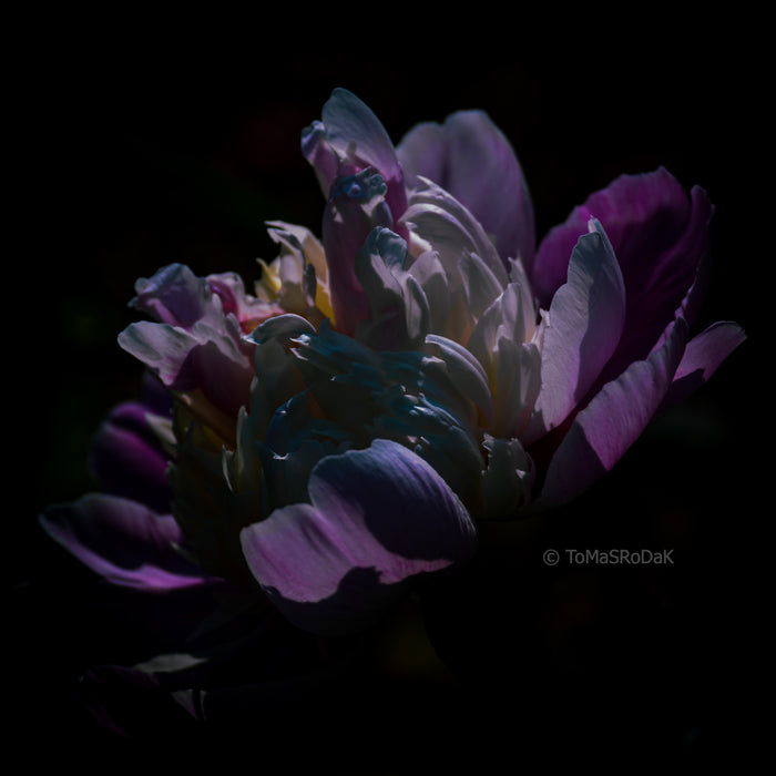 PHOTO PICTURE - Peony D21