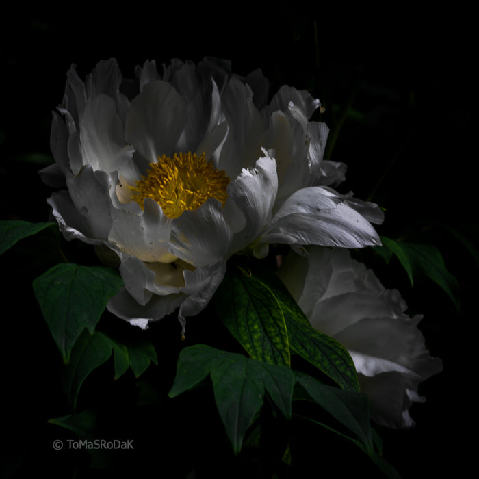 PHOTO PICTURE - Peony D22
