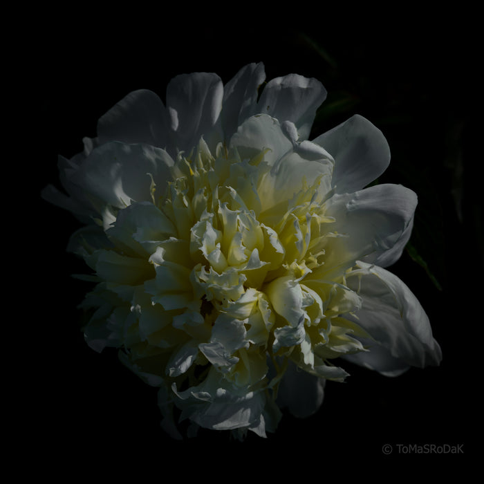 PHOTO PICTURE - Peony D23