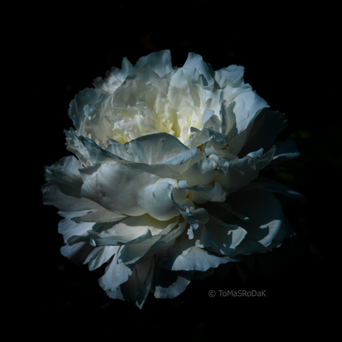 PHOTO PICTURE - Peony D24