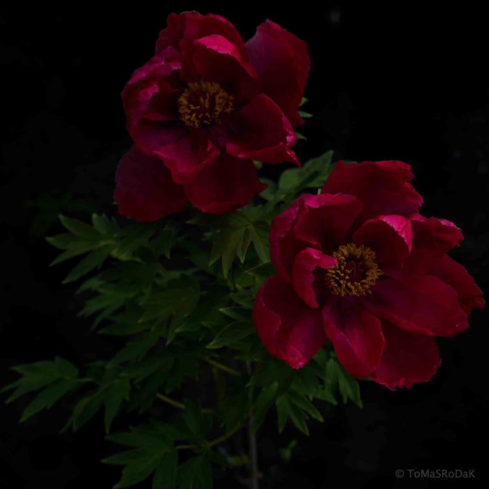 PHOTO PICTURE - Peony D25