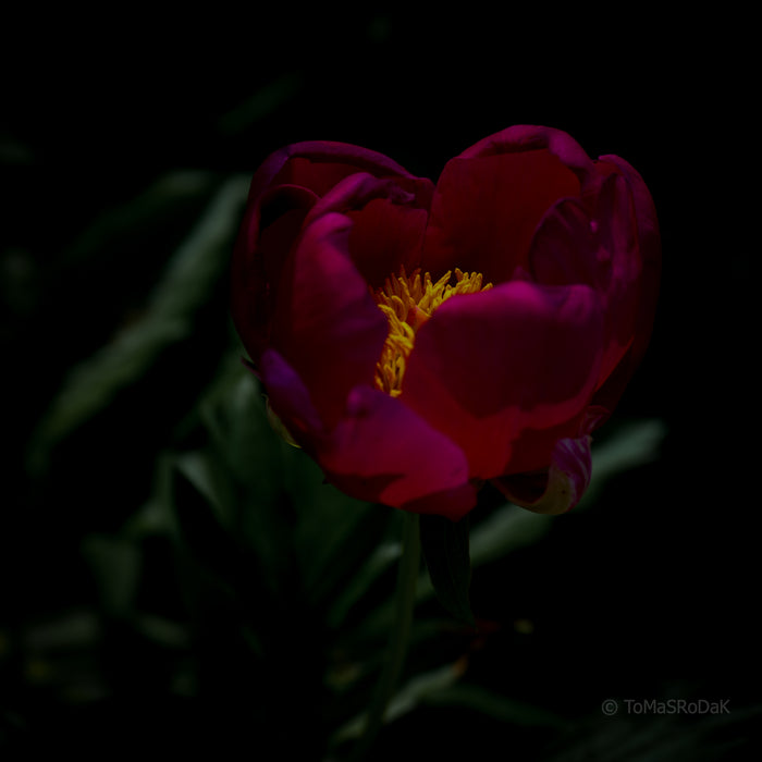 PHOTO PICTURE - Peony D26