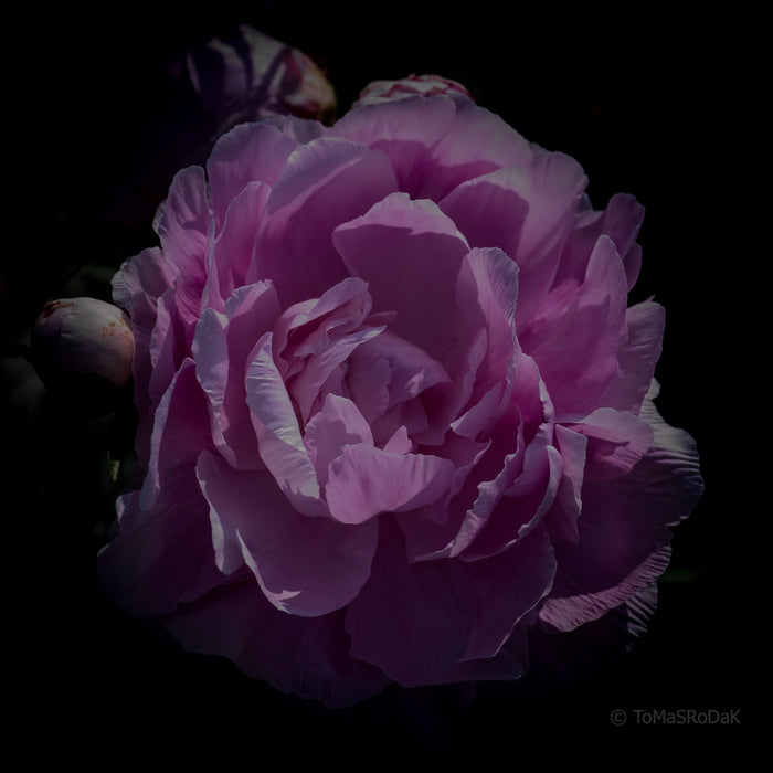 PHOTO PICTURE - Peony D27
